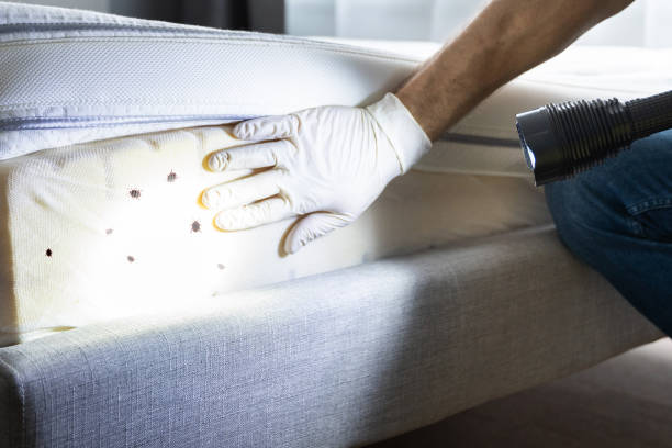Best Local Pest Control Services  in Morganville, NJ