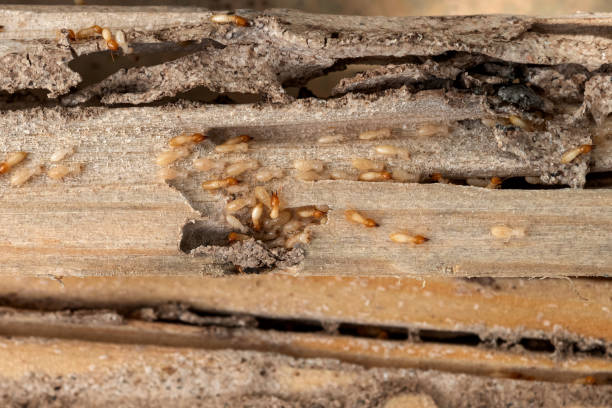 Best Pest Removal Services  in Morganville, NJ